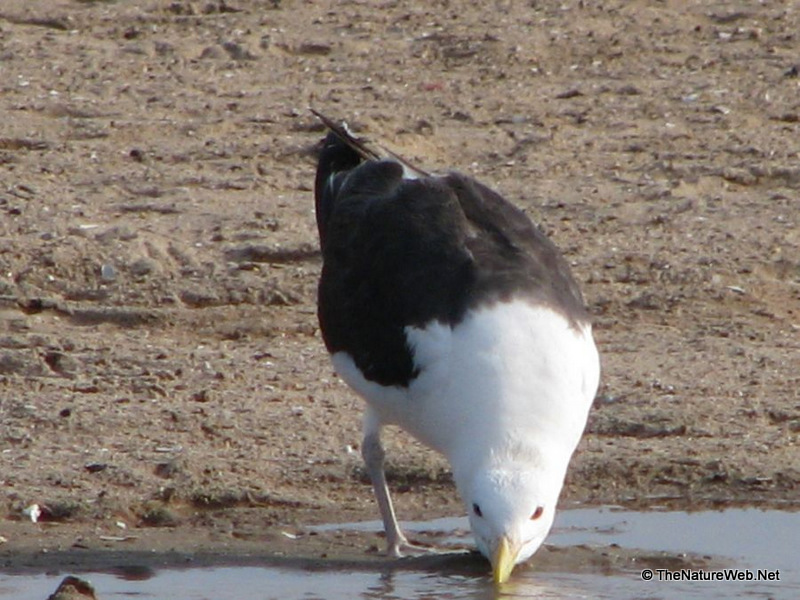 Kelp Gull